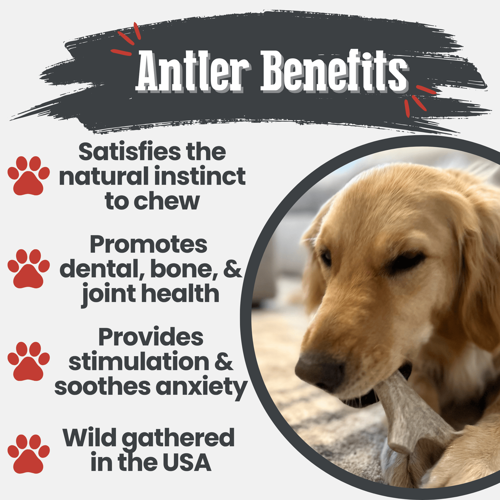 Dog Antler Chews Deer Organic Natural Long Lasting Chew Bone - Detail Angle 4 | Majestic Pet Kingdom
