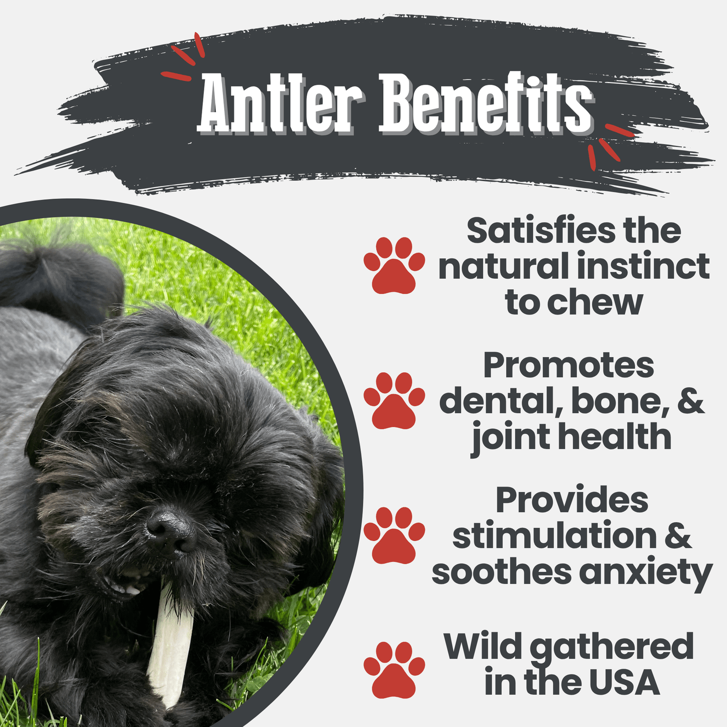 Dog Antler Chews Reindeer Organic Natural Long Lasting Bone - Detail Angle 4 | Majestic Pet Kingdom
