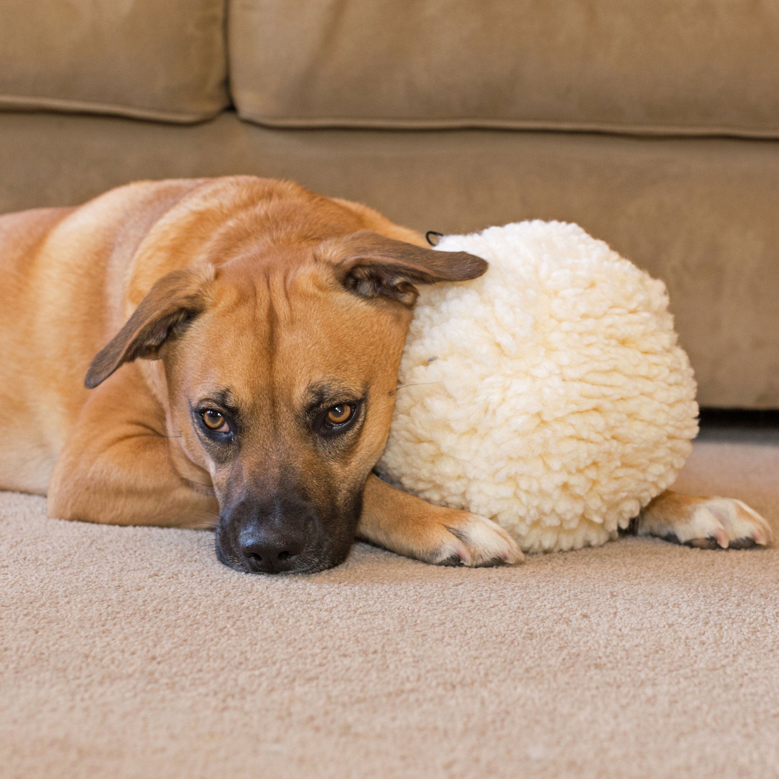Pet Supply Product | The Finest Market