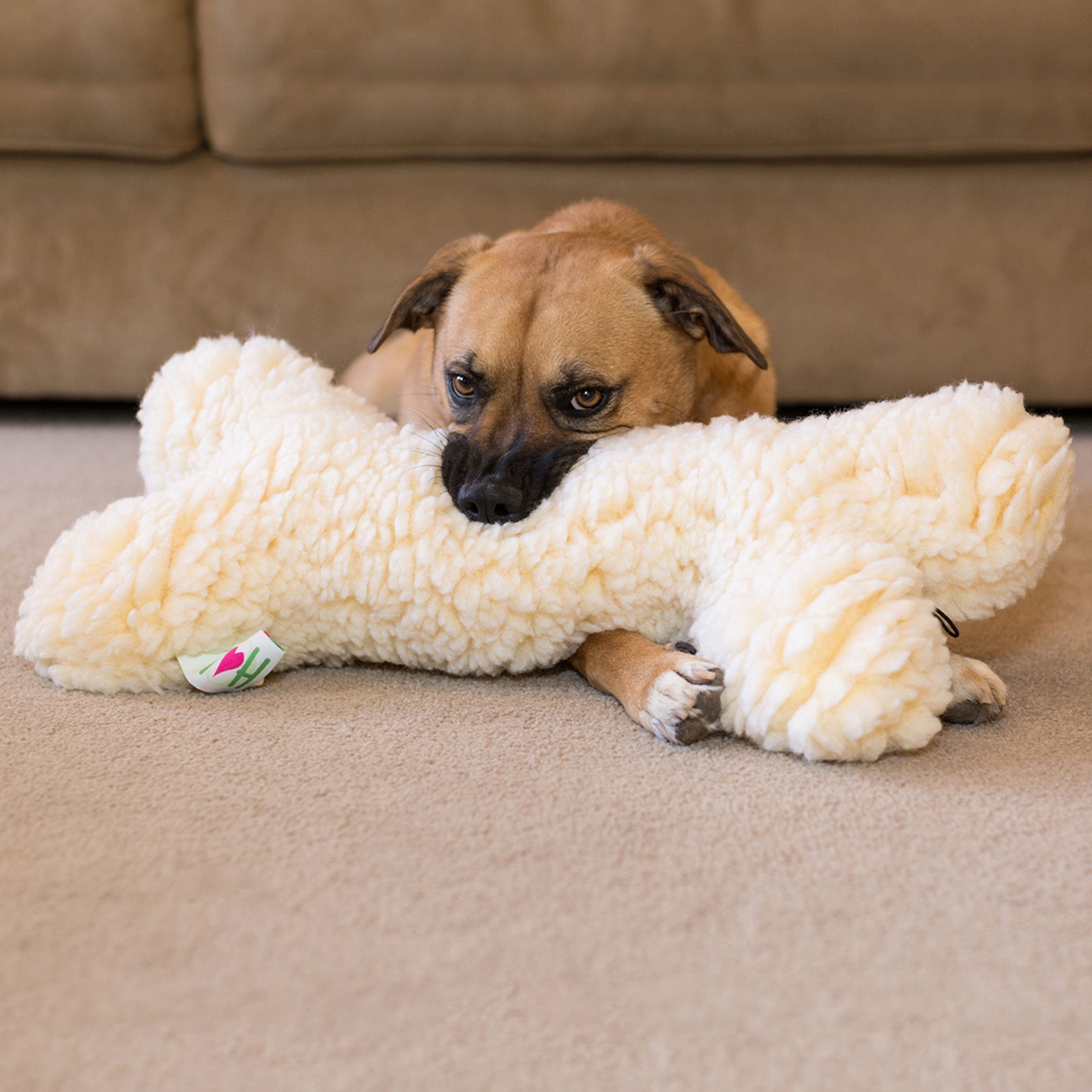 Pet Supply Product | The Finest Market