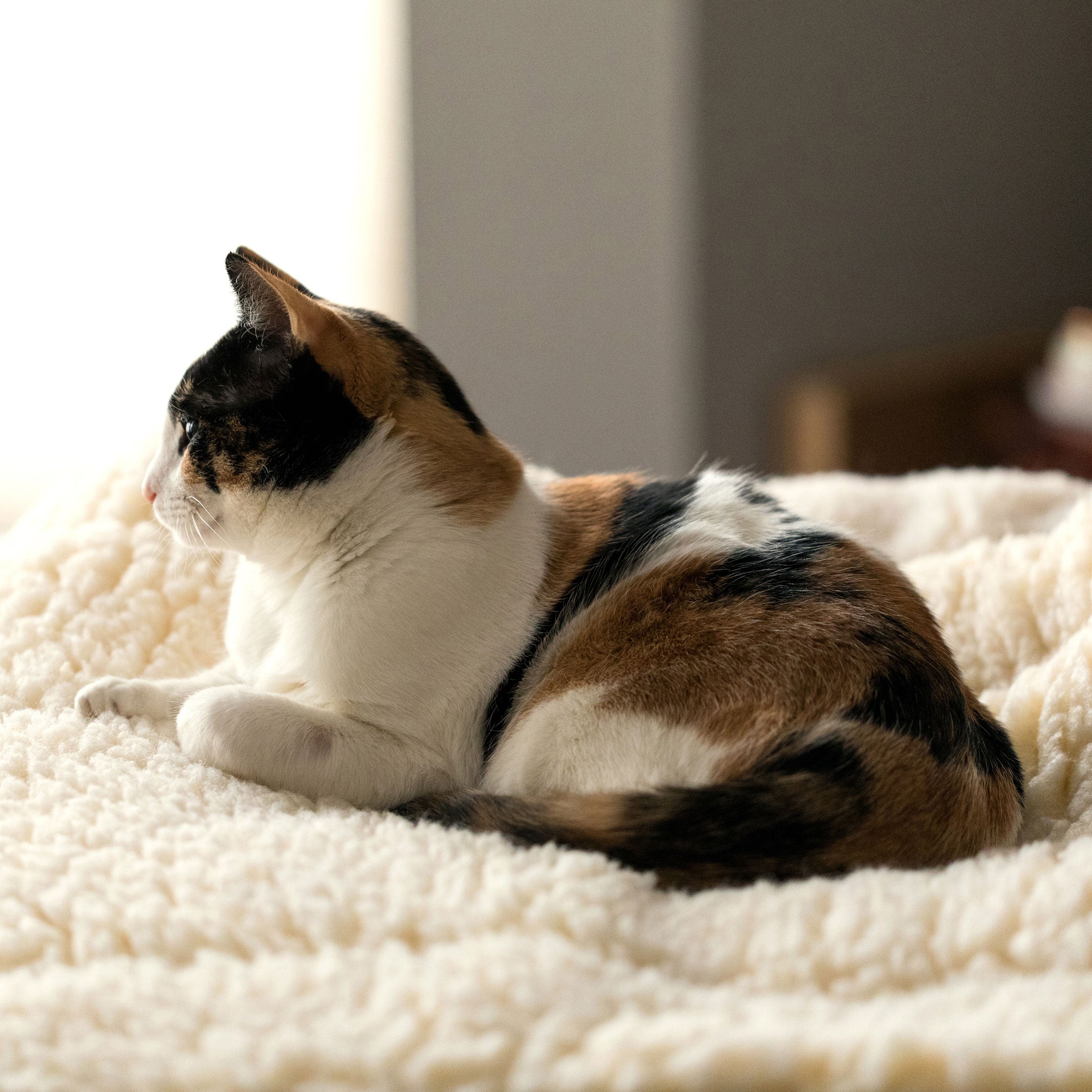 Pet Supply Product | The Finest Market
