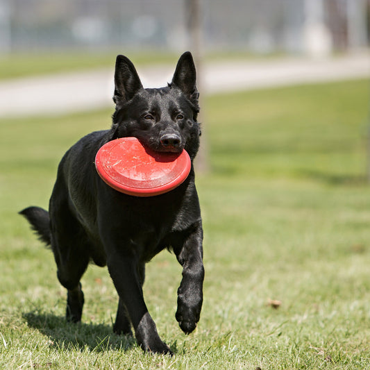 Dog Frisbee KONG Classic Red Rubber Flexible Flying Disc Toy - Main Feature View | Majestic Pet Kingdom