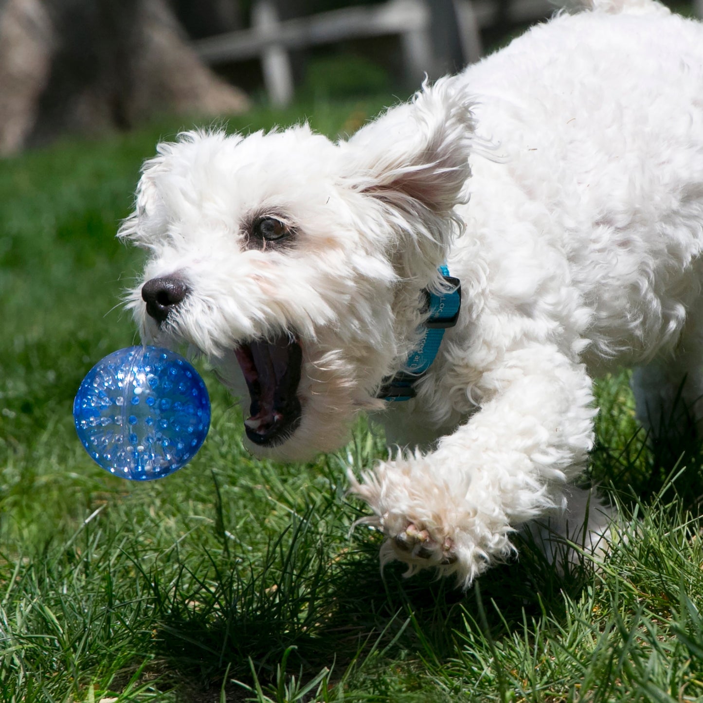 Dog Toy KONG Squeezz Geodz Squeaky Textured Balls 2-Pack Lg