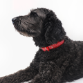 Ginger Faux Fur Ergonomic Walking Harness Premium Design | Majestic Pet Kingdom™