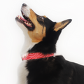 Ginger Ergonomic Walking Harness Premium Design | Majestic Pet Kingdom™