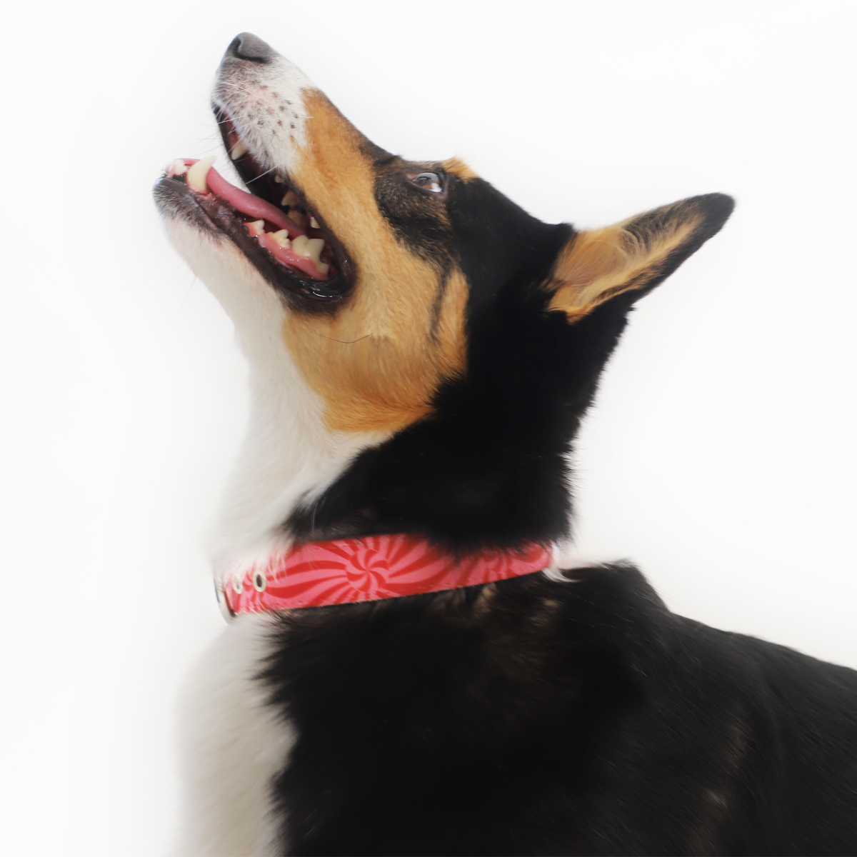 Ginger Ergonomic Walking Harness Premium Design | Majestic Pet Kingdom™