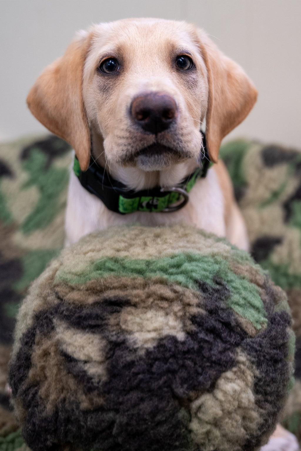 Pet Supply Product | The Finest Market
