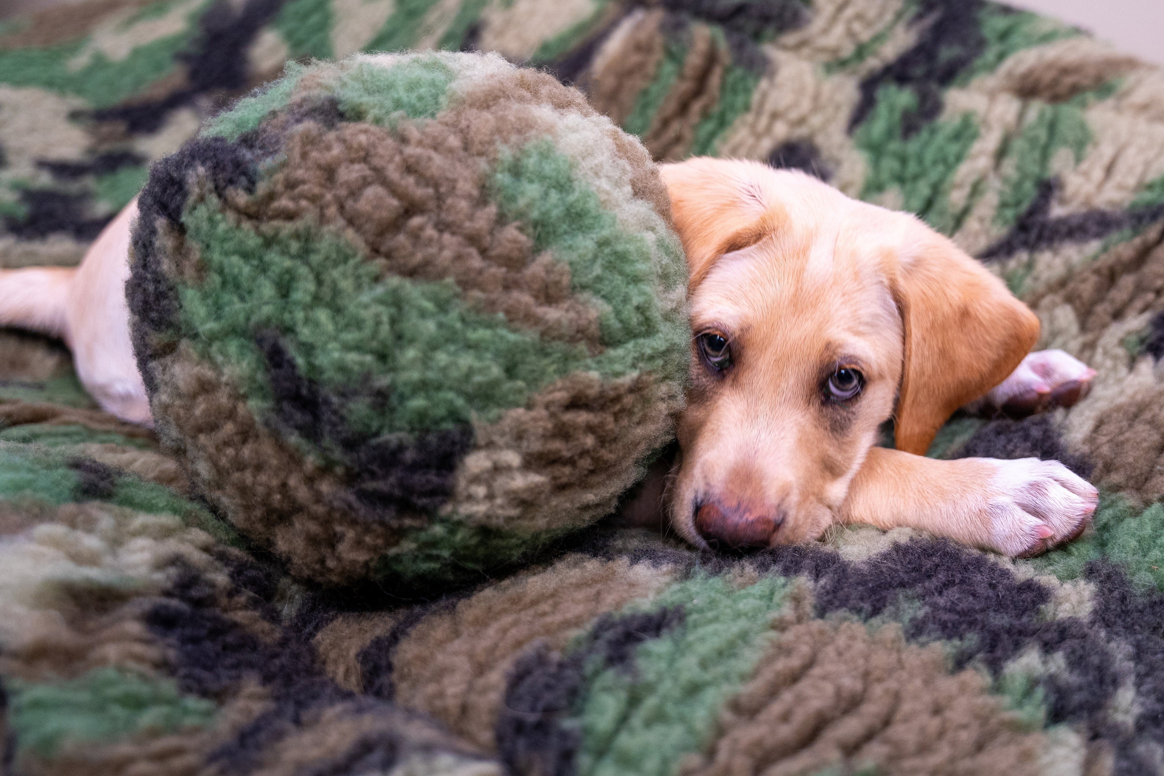 Pet Supply Product | The Finest Market