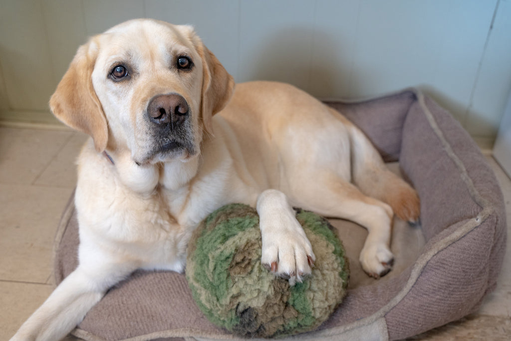 Pet Supply Product | The Finest Market