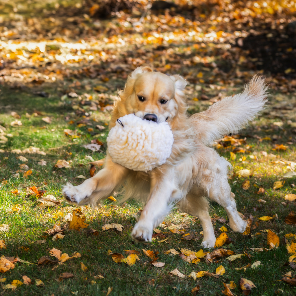 Pet Supply Product | The Finest Market