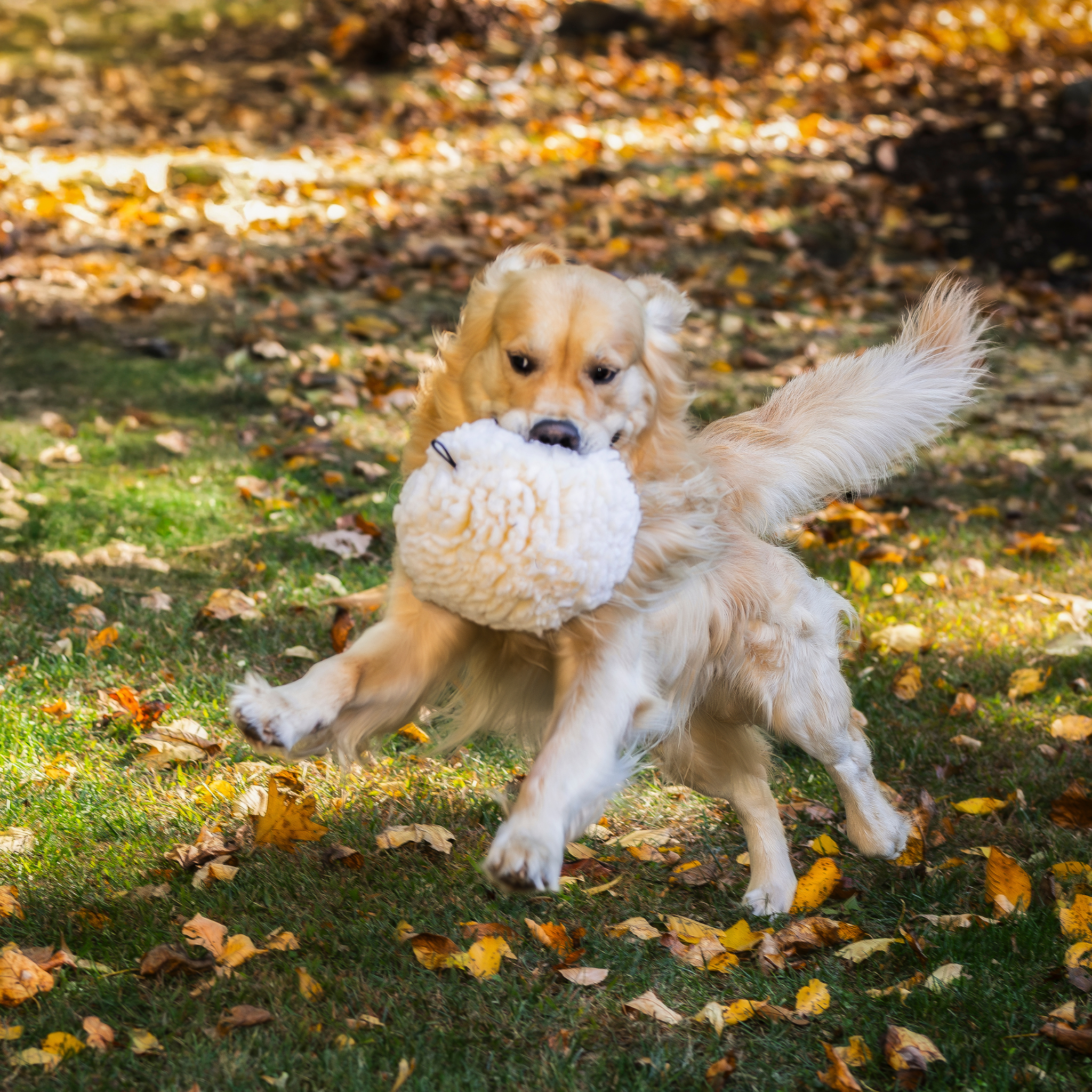 Pet Supply Product | The Finest Market