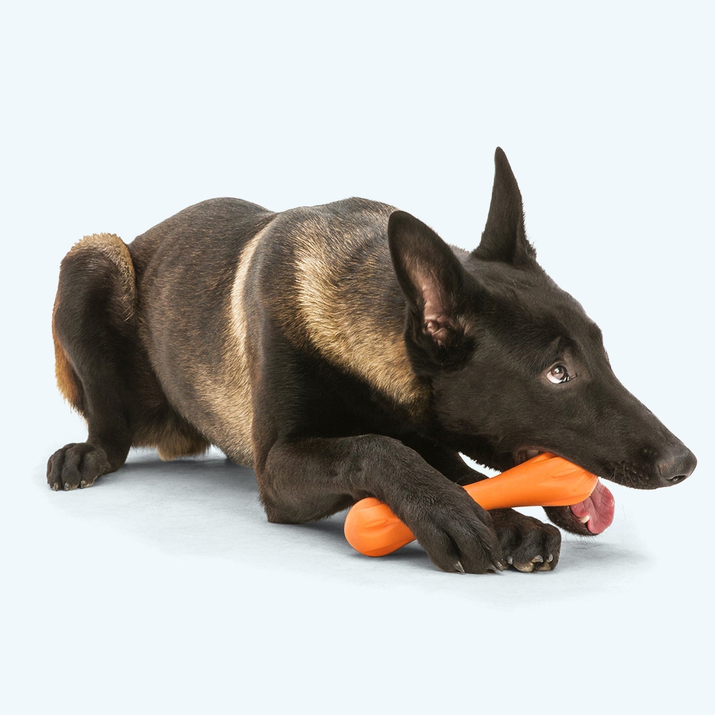 Dog Chew Toy Hurley Teal Durable Bone Fetch Toy Tough