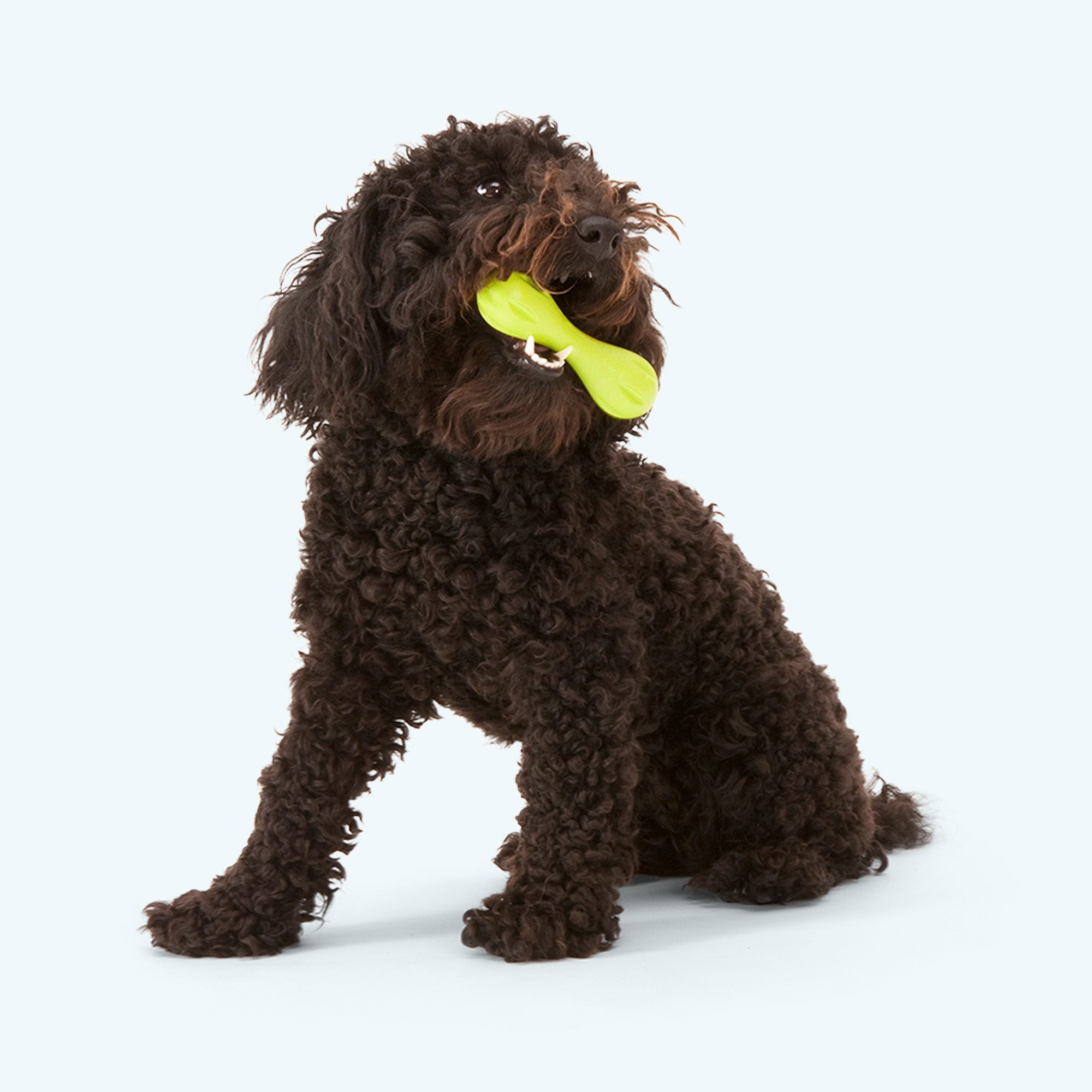 Hurley Durable Chew Fetch Bone Dog Toy for Tough Chewers