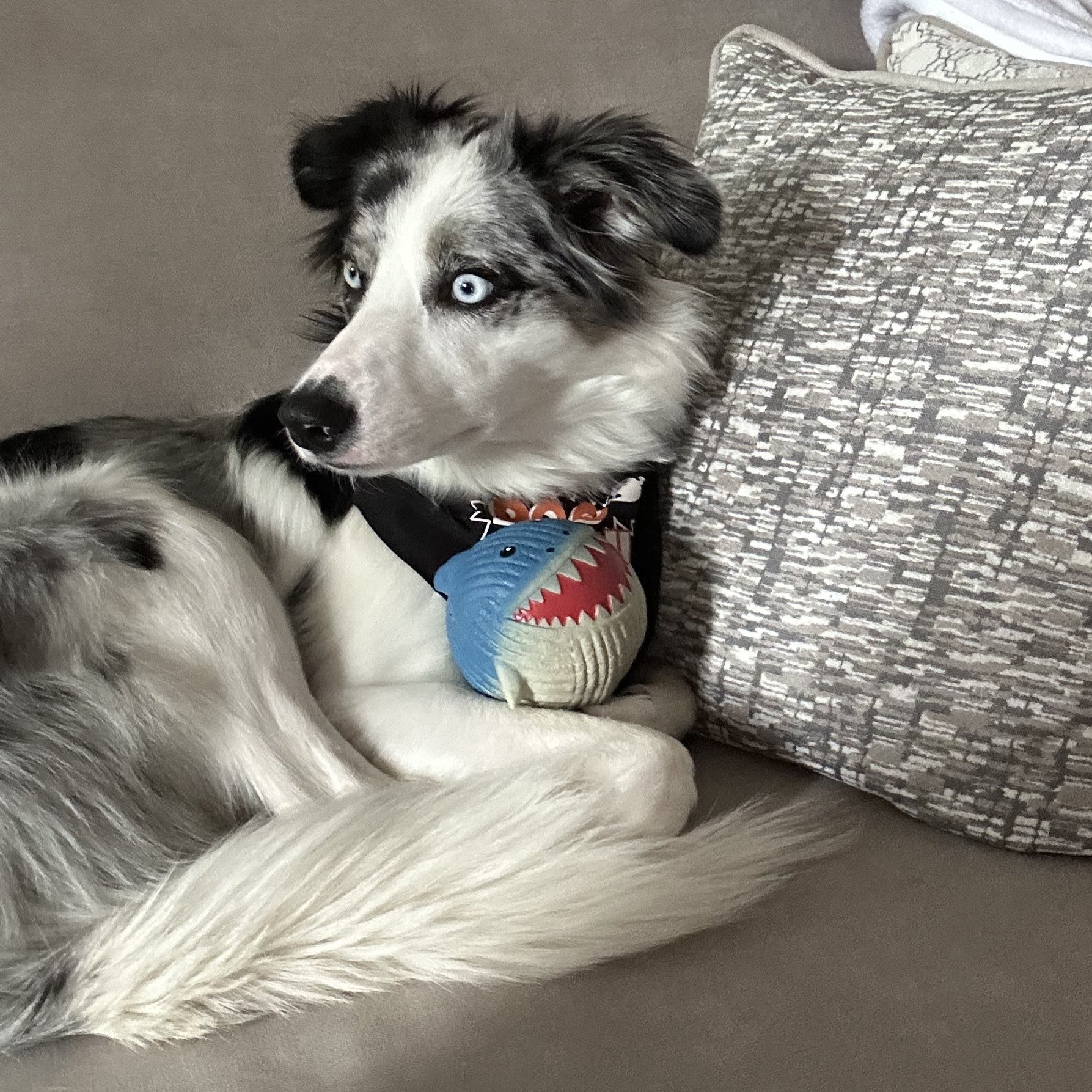 Pet Supply Product | The Finest Market