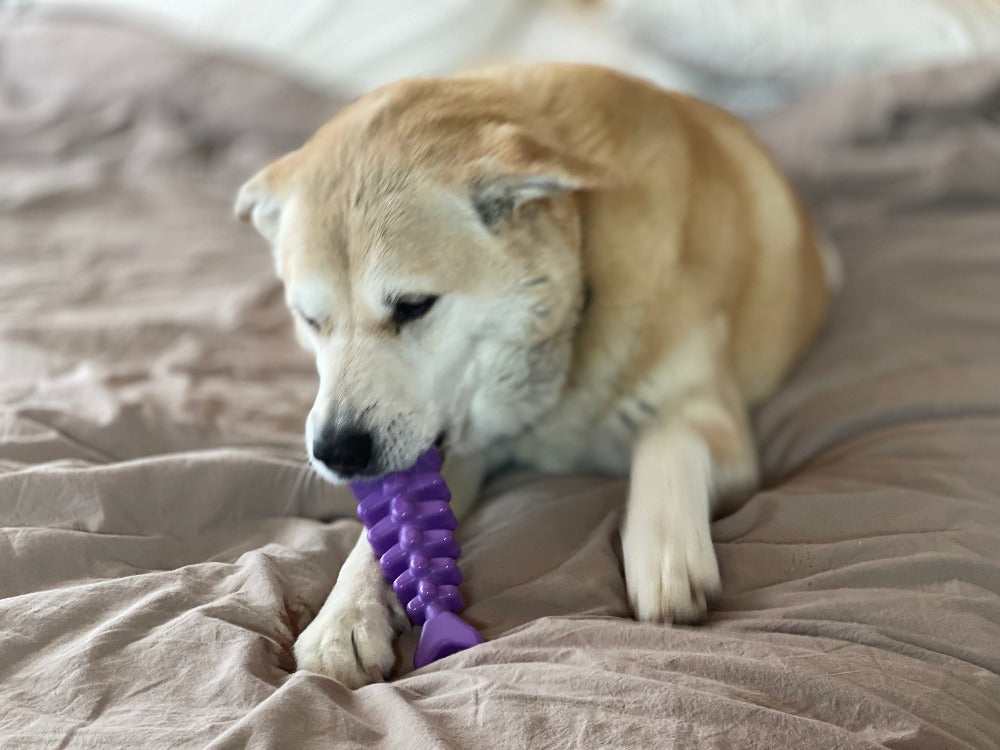 Dog Chew Toy Fish Bone Durable Nylon Aggressive Chewers USA - Detail Angle 6 | Majestic Pet Kingdom
