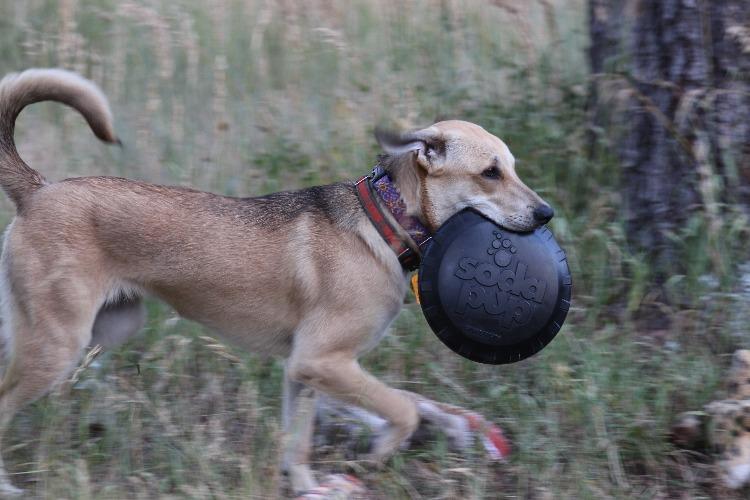 Dog Frisbee Magnum Bottle Top Heavy Duty Rubber Flying Disc