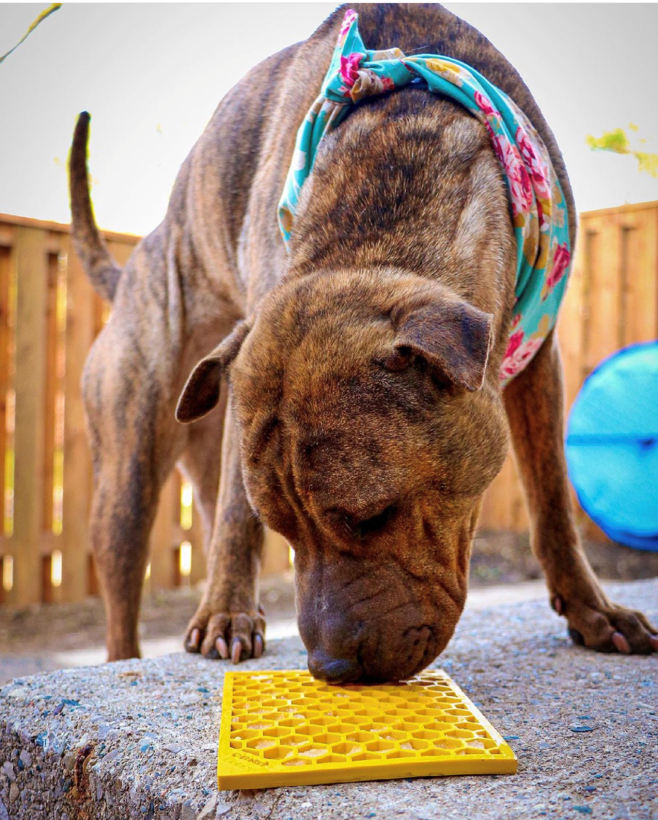 Pet Supply Product | The Finest Market