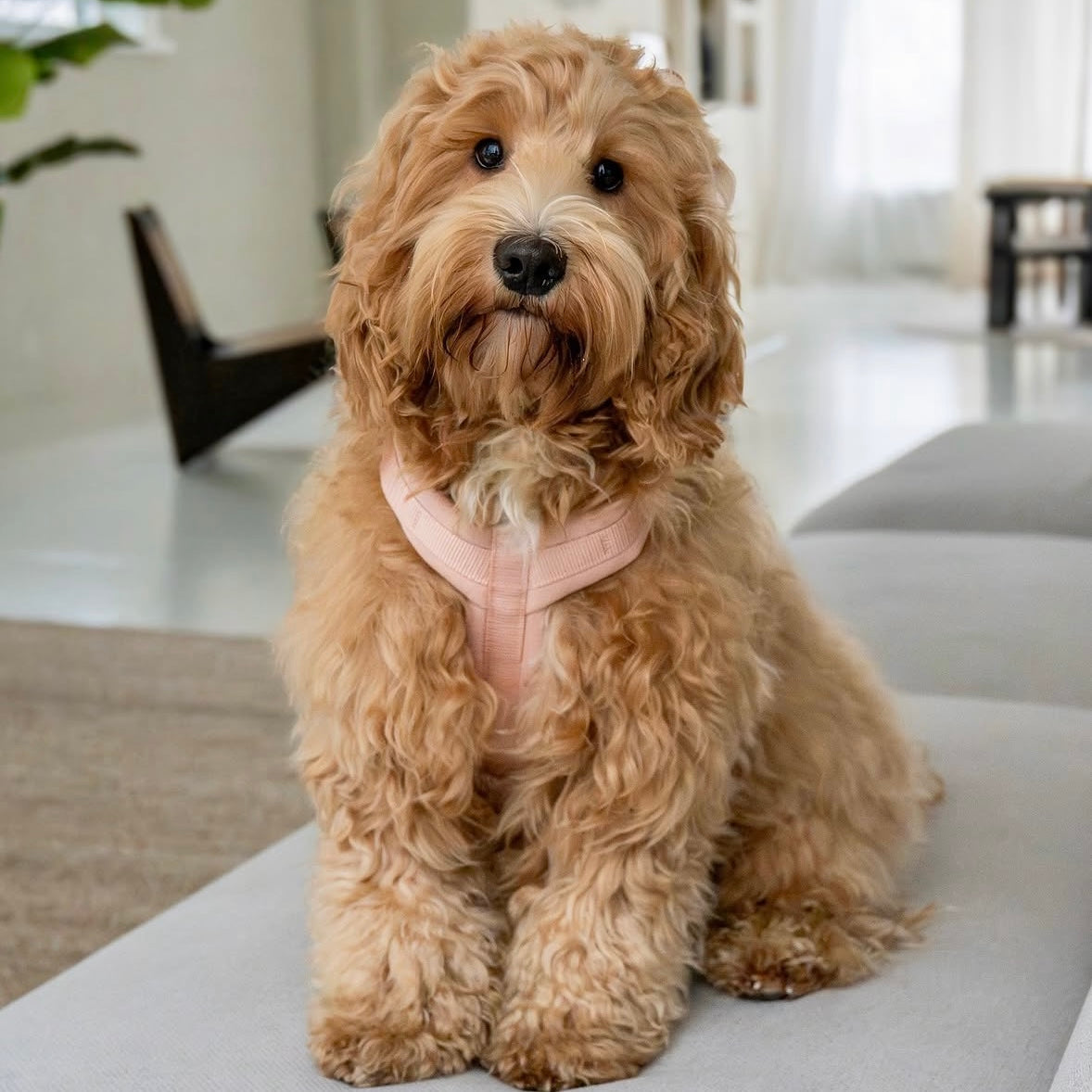 Dog Harness Powder Rose Pink Padded Step-In Comfort Vest Band - Detail Angle 3 | Majestic Pet Kingdom