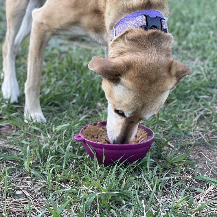 Pet Supply Product | The Finest Market