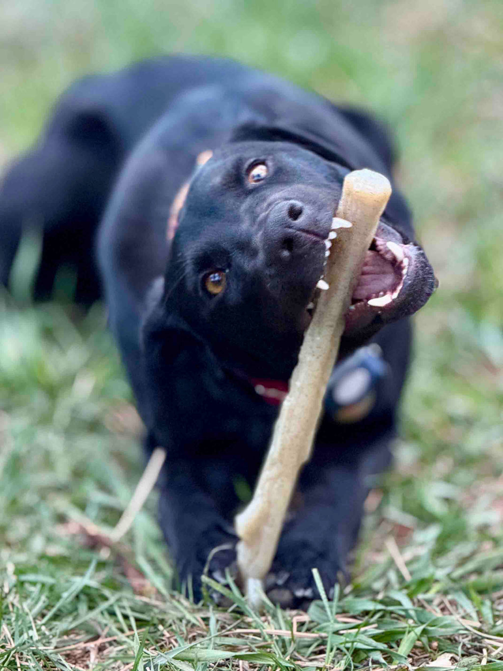 Pet Supply Product | The Finest Market