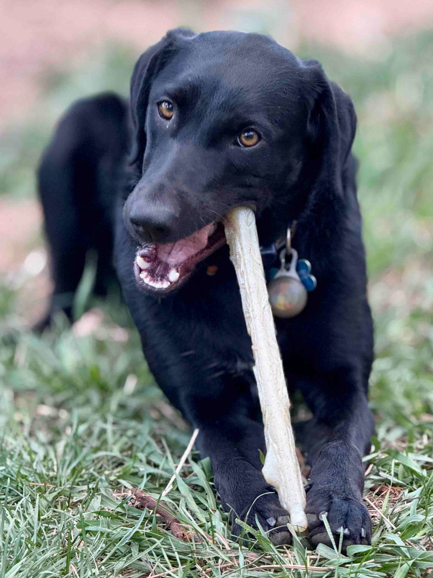 Dog Chew Toy Durable Nylon Chewing Stick for Power Chewers