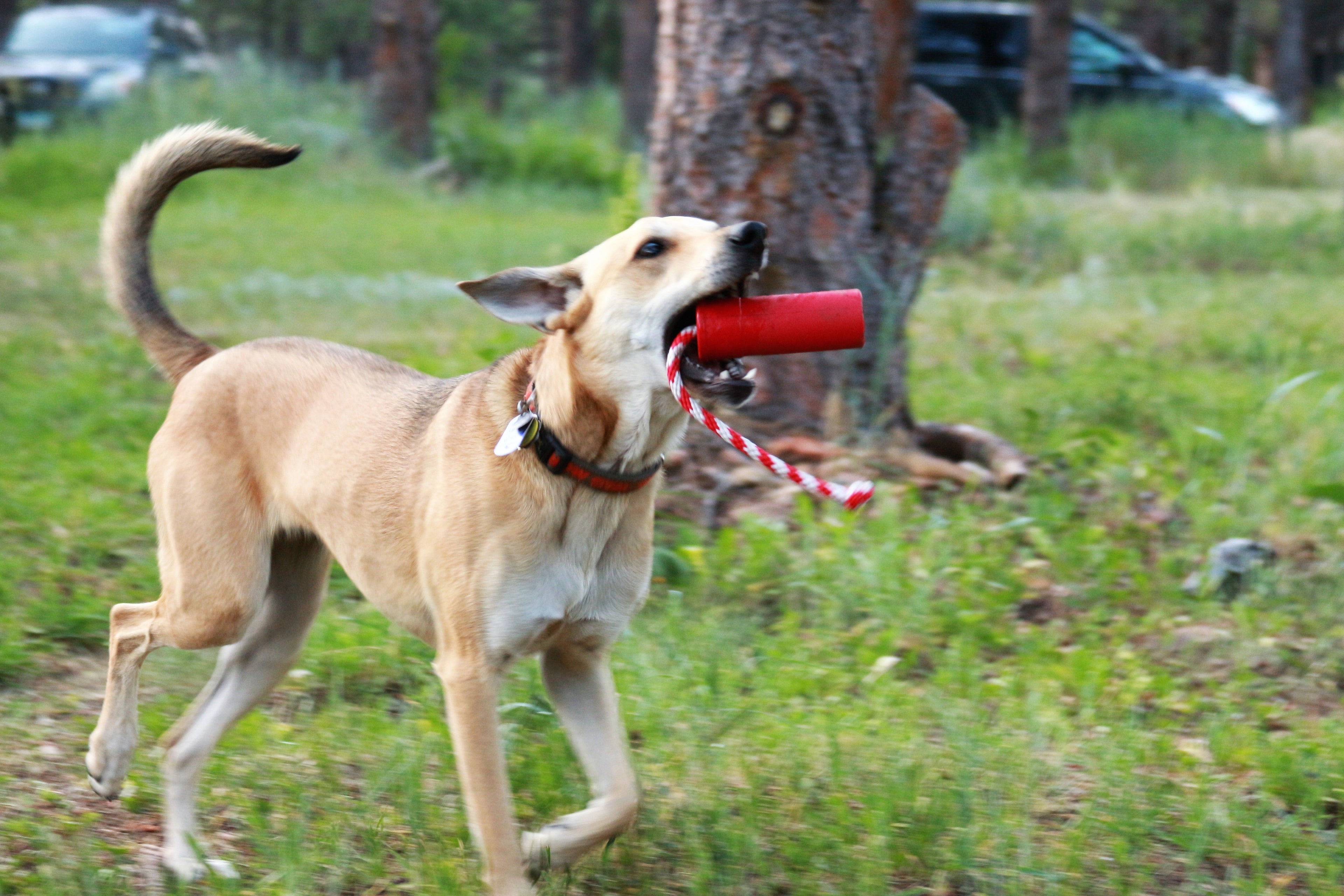 Pet Supply Product | The Finest Market