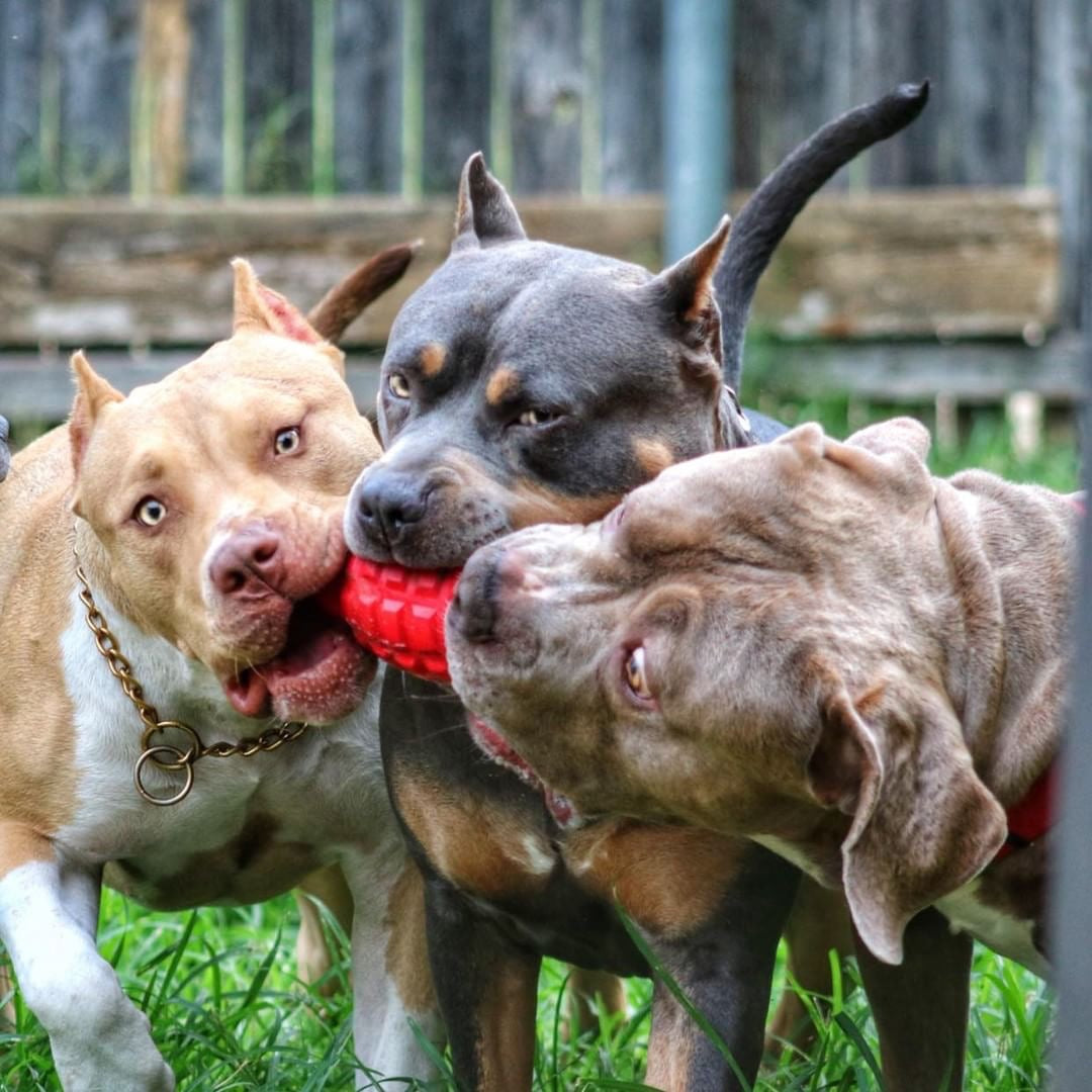 Pet Supply Product | The Finest Market