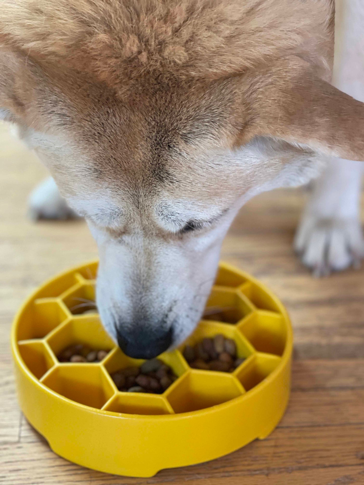 Pet Supply Product | The Finest Market