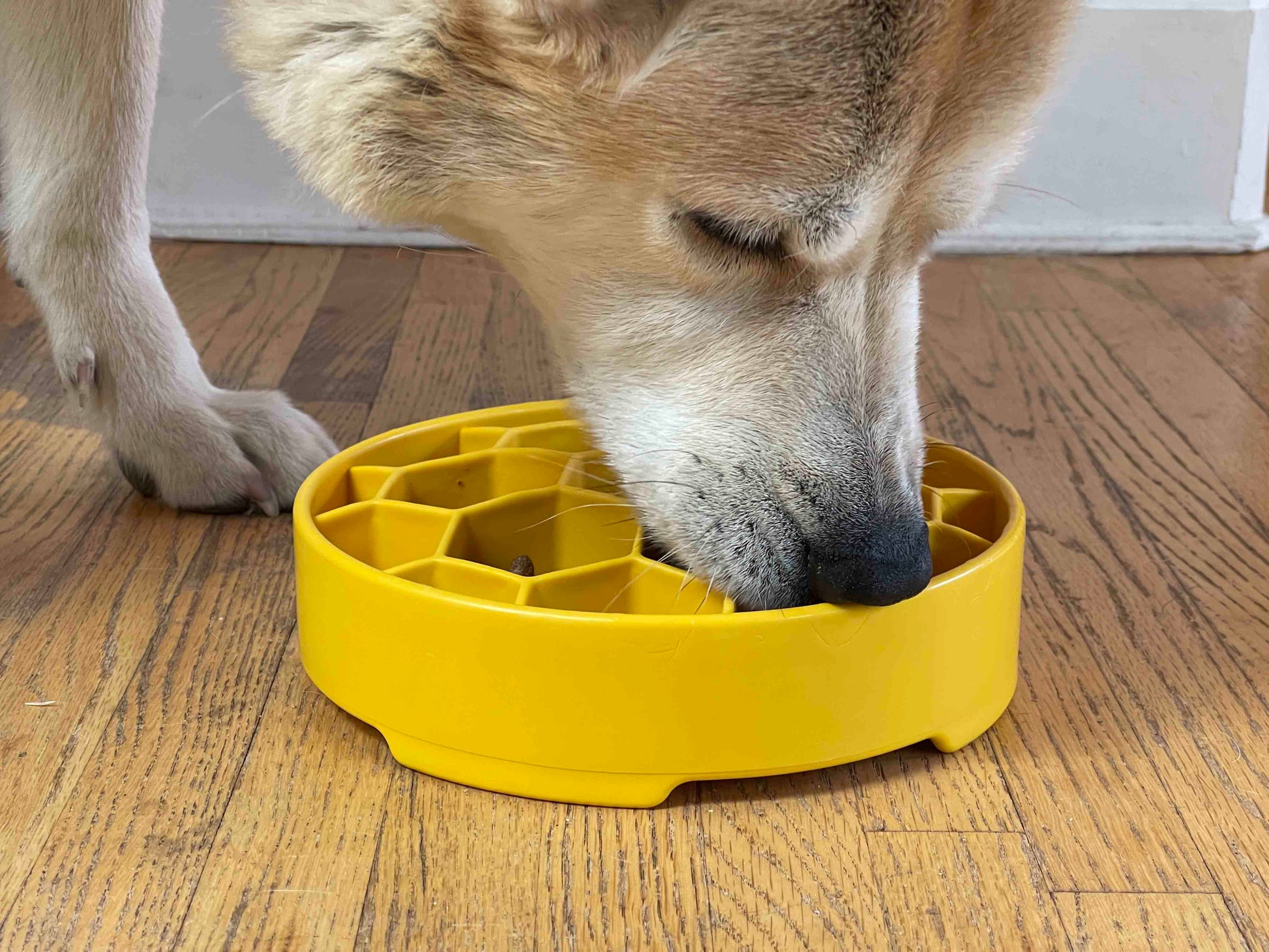 Pet Supply Product | The Finest Market