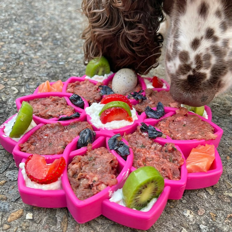 Mandala eTray Shallow Slow Feeder Dog Bowl for Enrichment | - Majestic Pet Kingdom