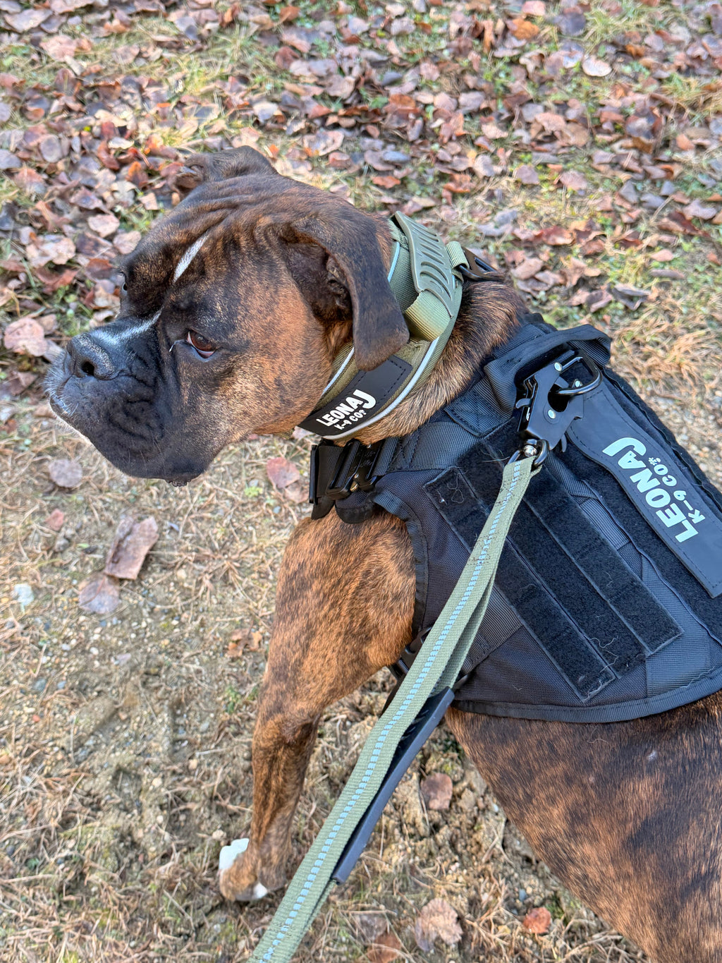 Heavy Duty 2.6 Dog Collar - Majestic Pet Kingdom