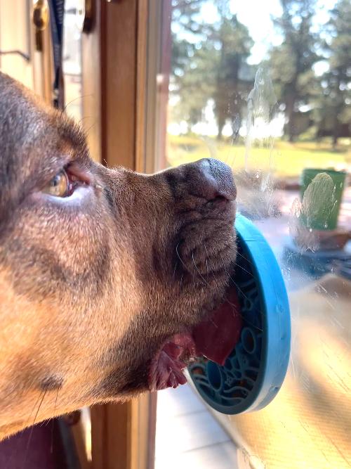 Dog Lick Mat Turtle Mini Silicone Suction Cup Slow Feeder Pad - Detail Angle 5 | Majestic Pet Kingdom