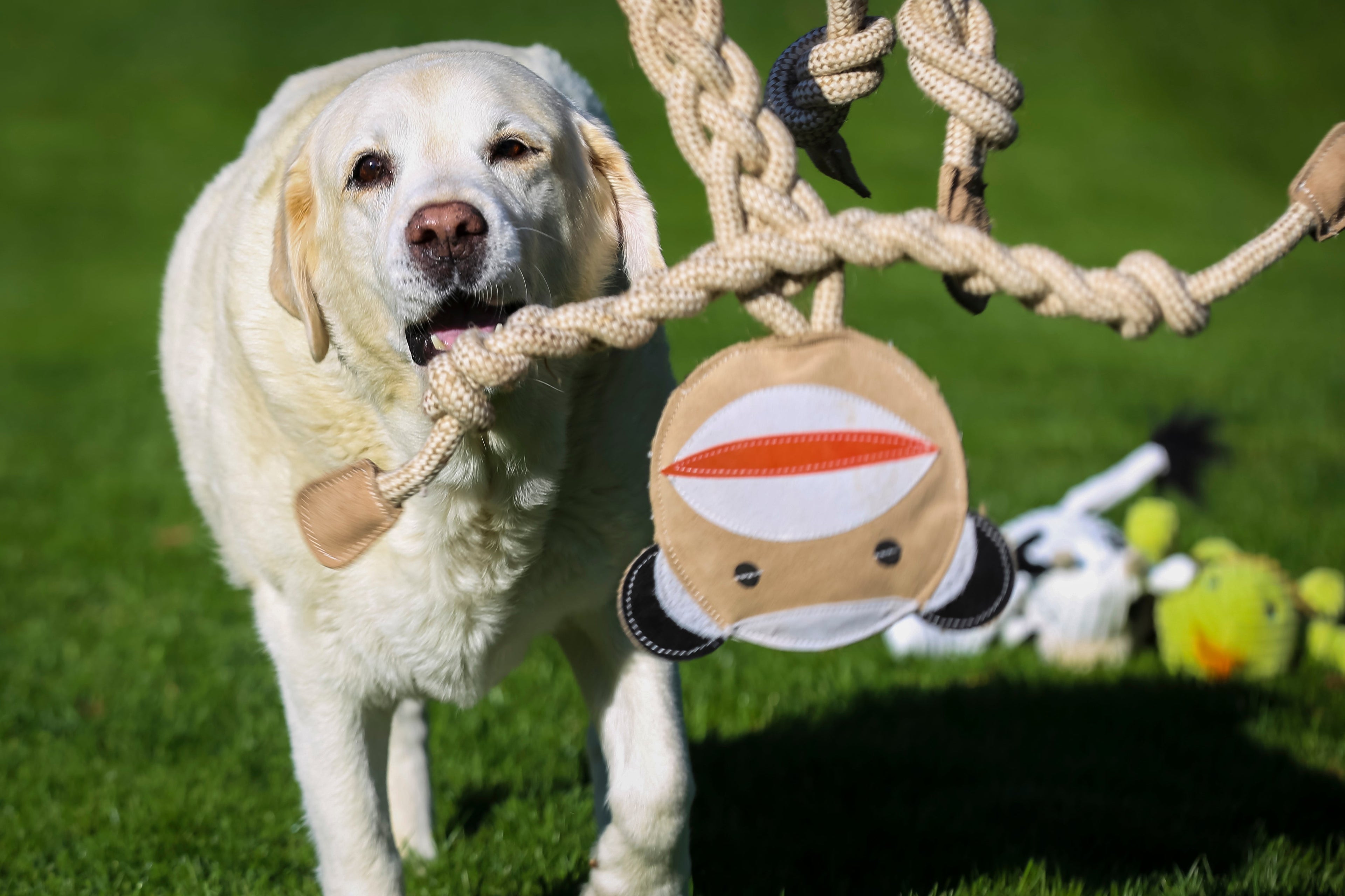 Pet Supply Product | The Finest Market