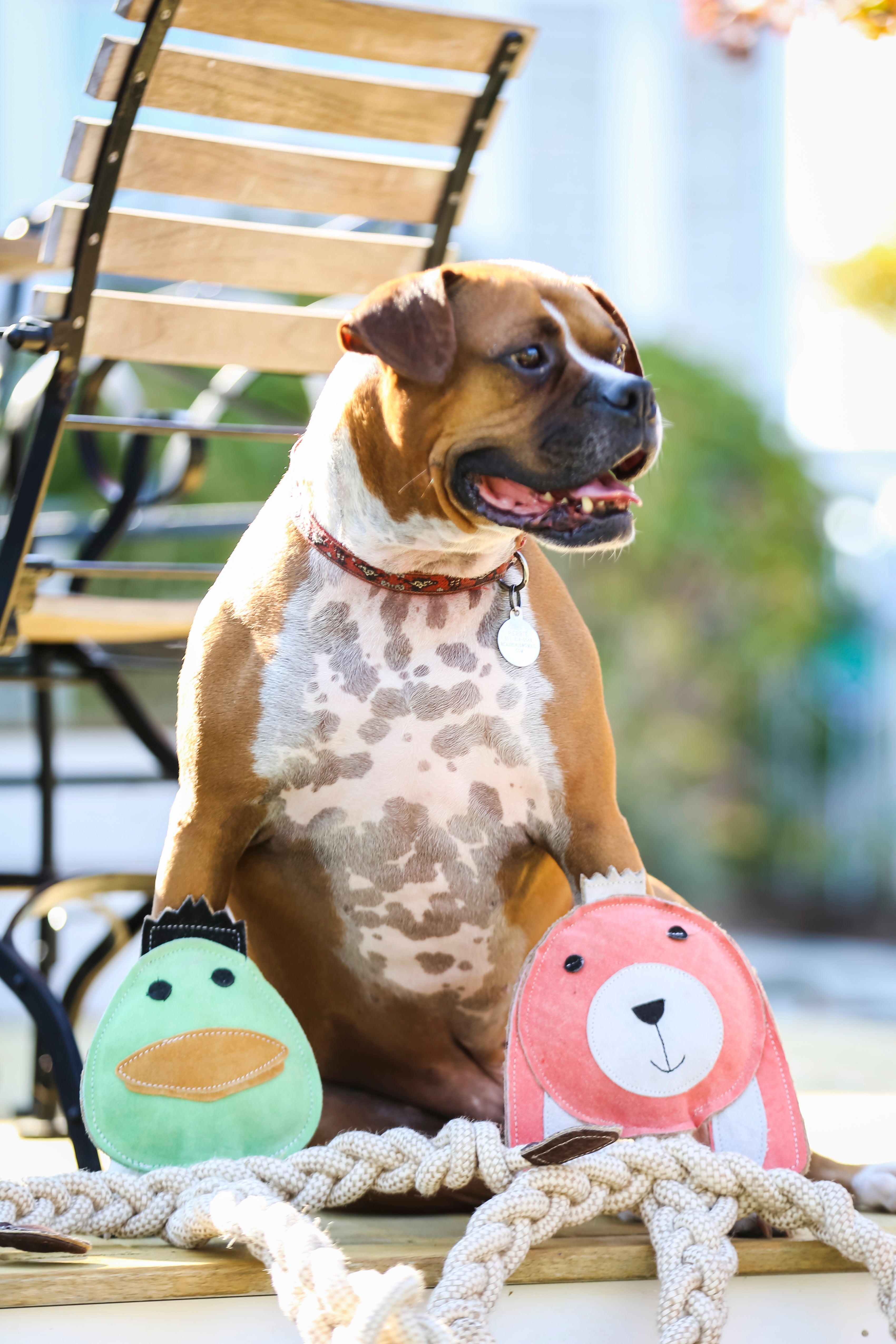 Pet Supply Product | The Finest Market