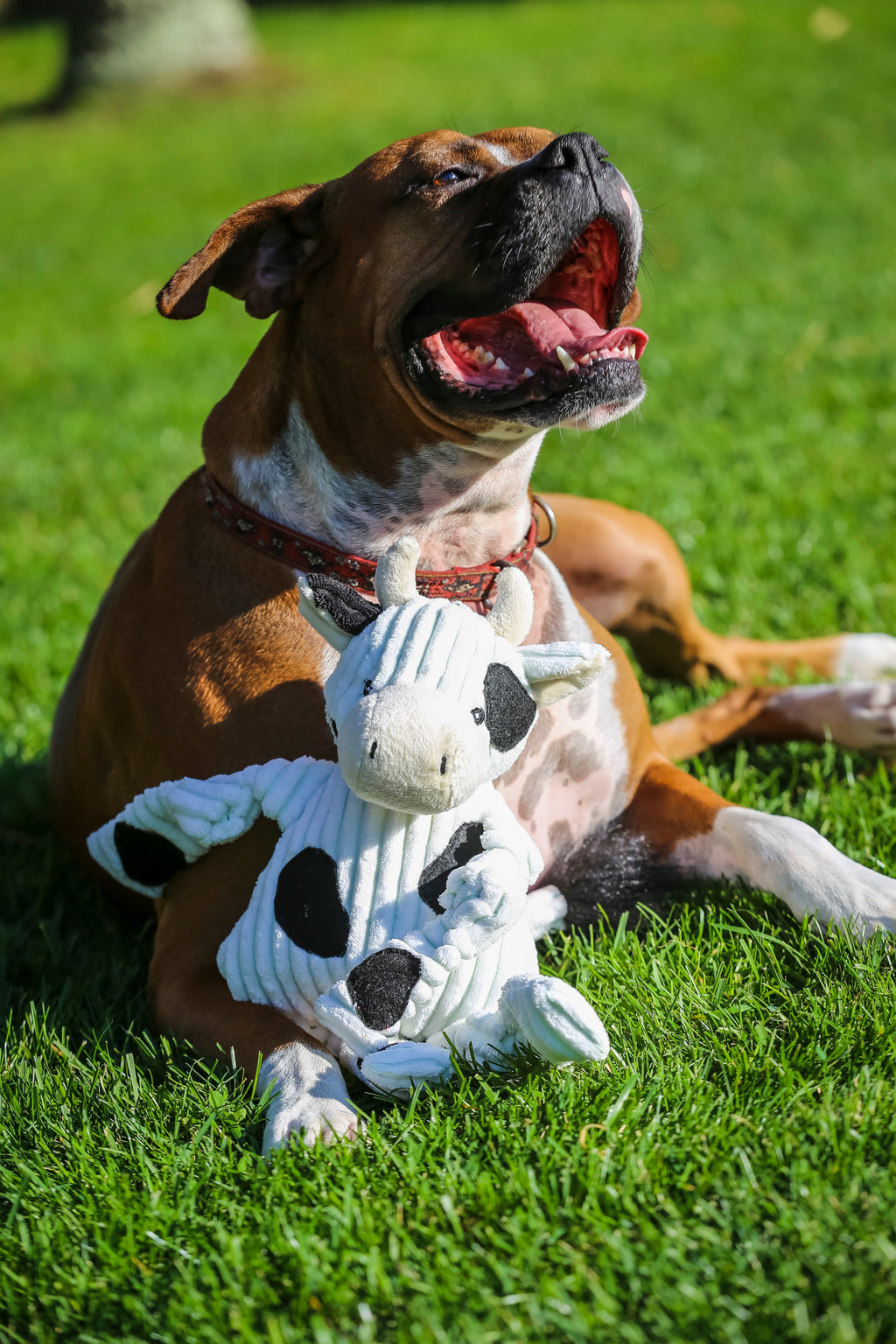 Pet Supply Product | The Finest Market
