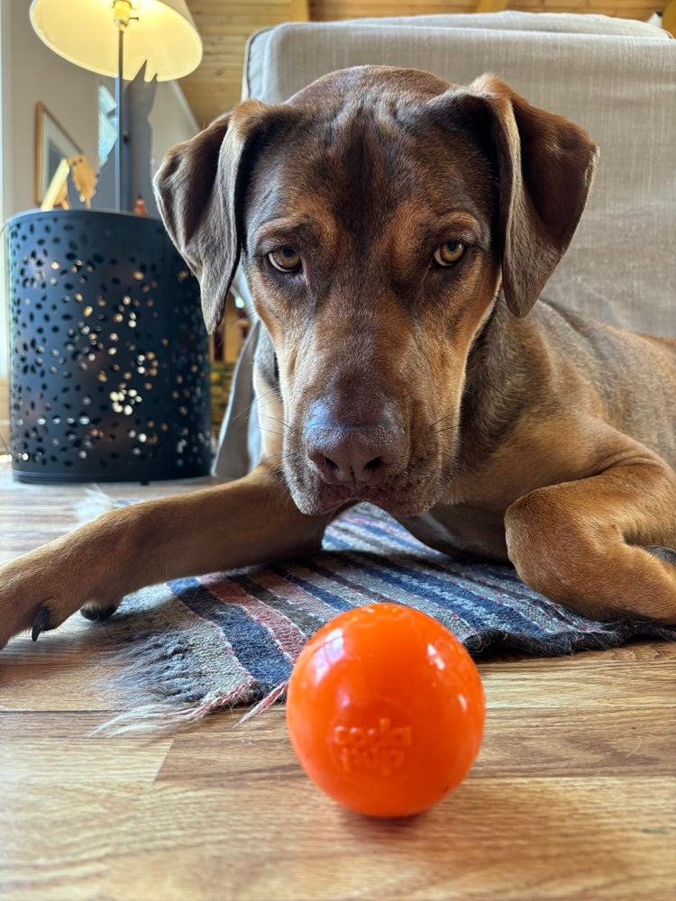 Pet Supply Product | The Finest Market