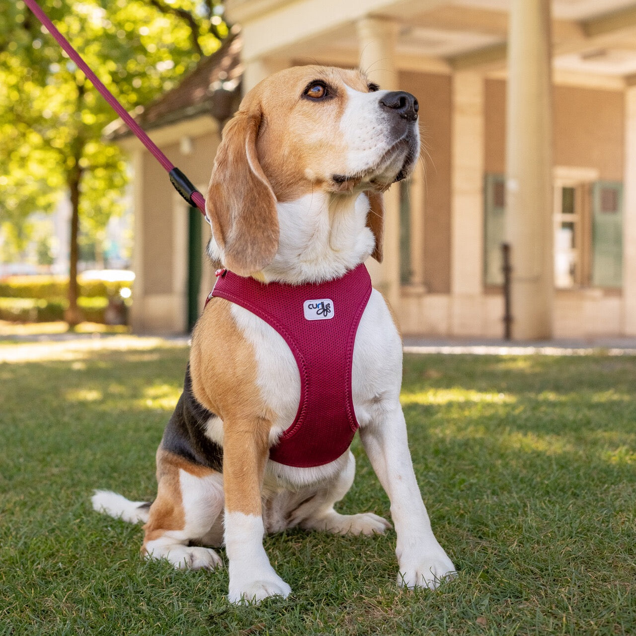 Dog Harness Curli Air Mesh Clasp Brown Breathable Step-In