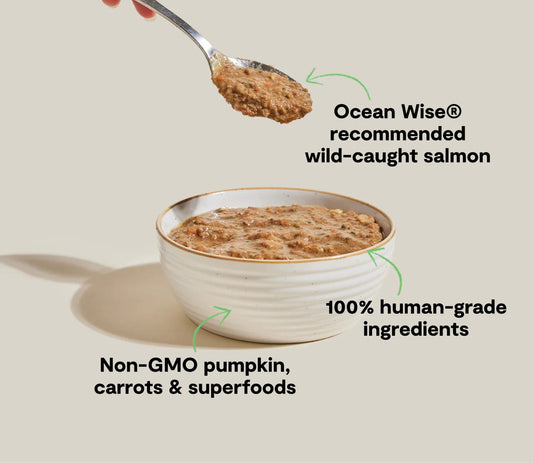Open Farm Grain Free Wild-Caught Salmon Rustic Blend Wet Cat Food (5.5oz) - Majestic Pet Kingdom
