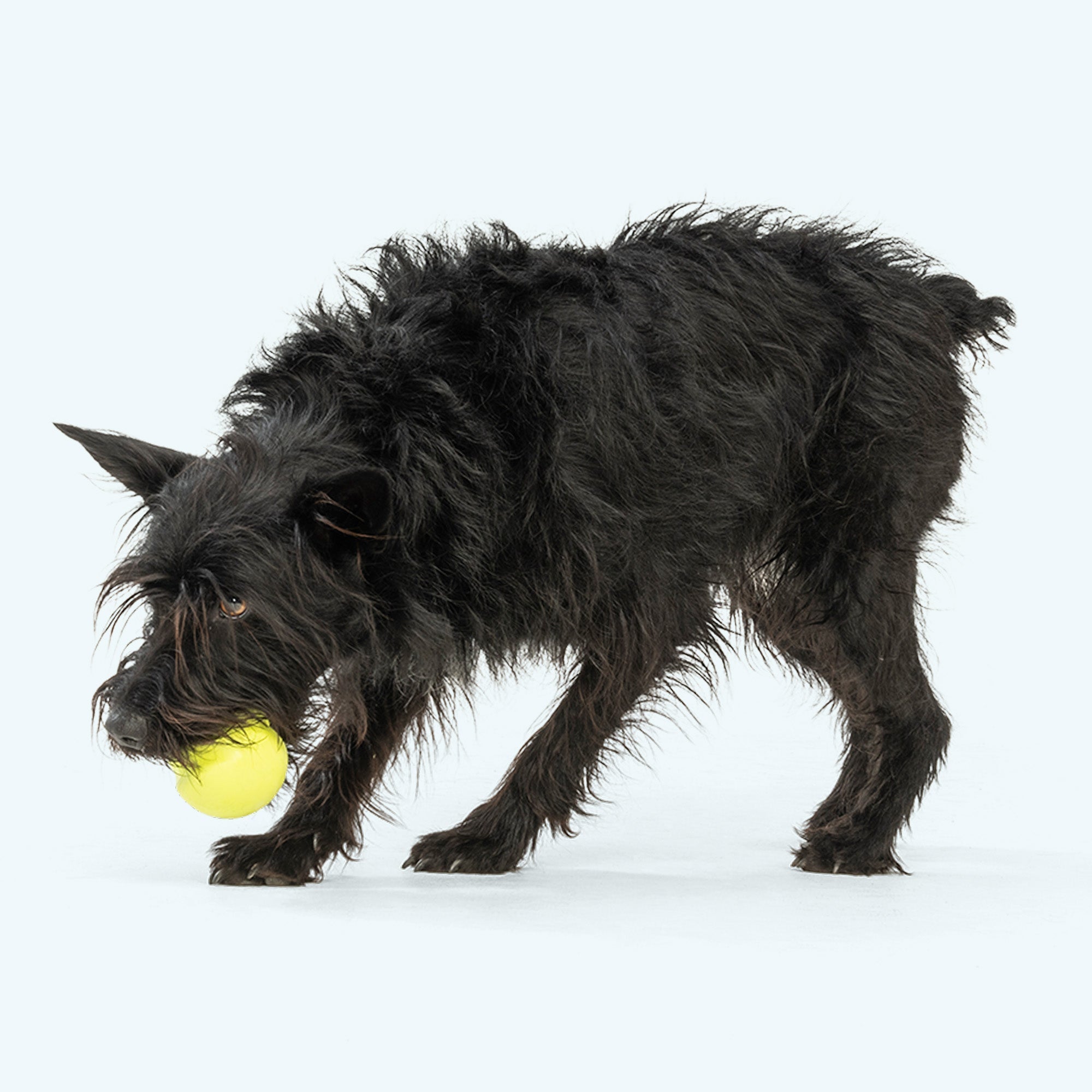 Jive Erratic Bounce Fetch Ball Dog Toy | Tough Chewers