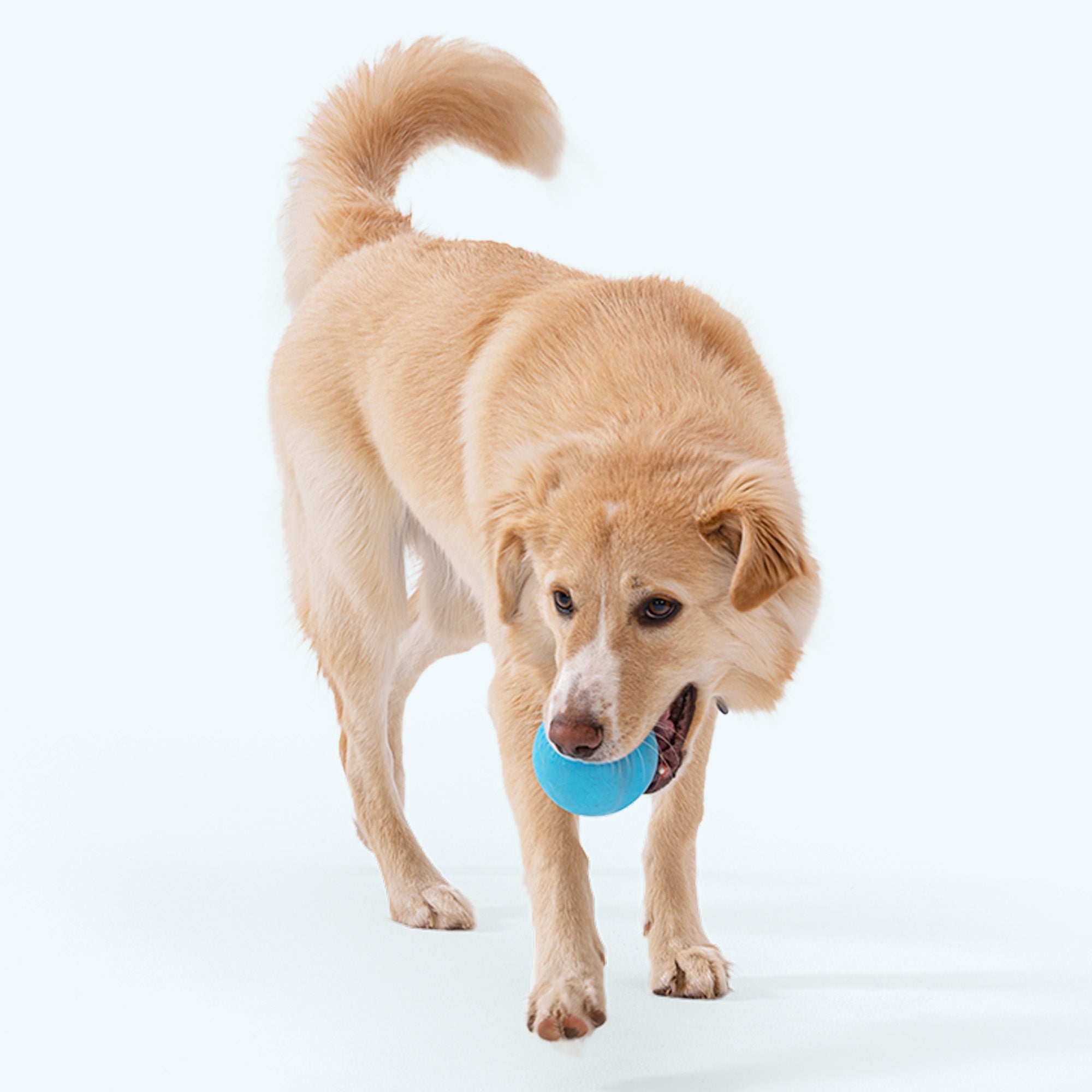 Jive Erratic Bounce Fetch Ball Dog Toy | Tough Chewers