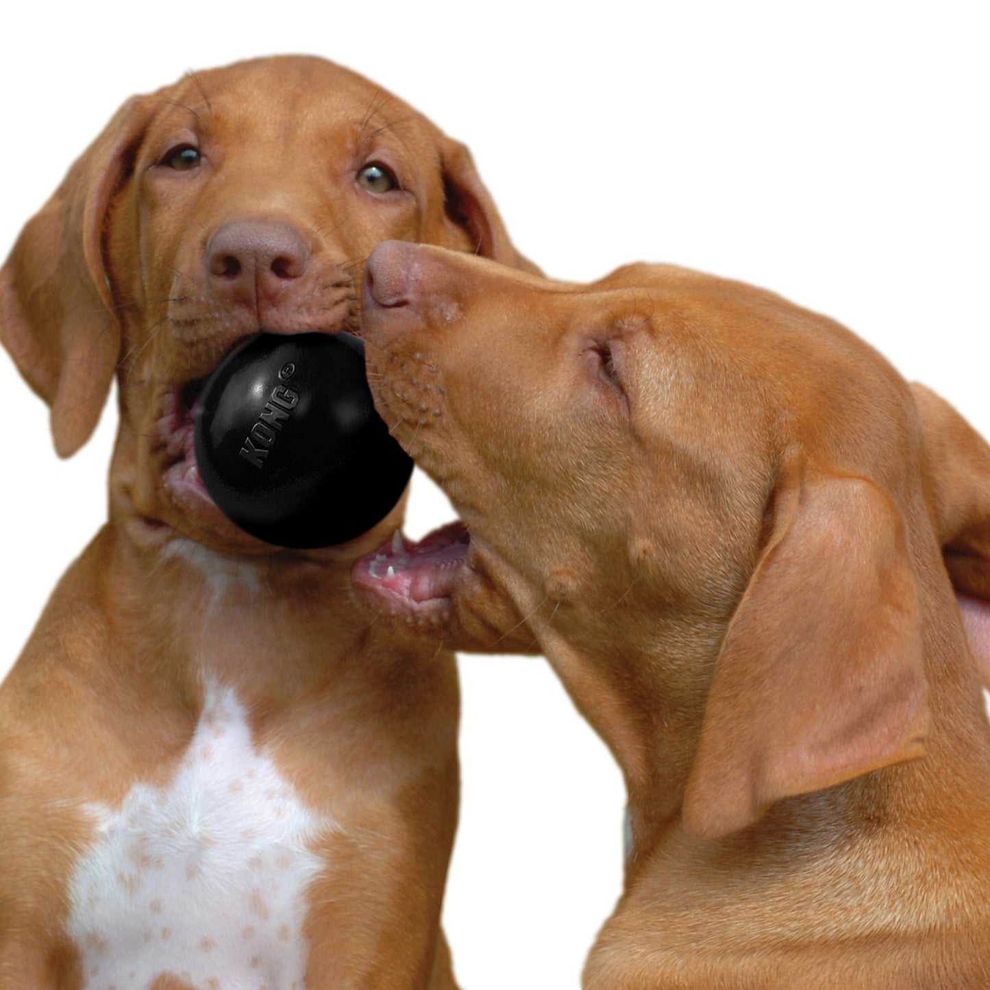 Dog Ball Toy KONG Extreme Black Rubber Heavy Duty Fetch Ball