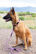 Climbing Rope Dog Collar