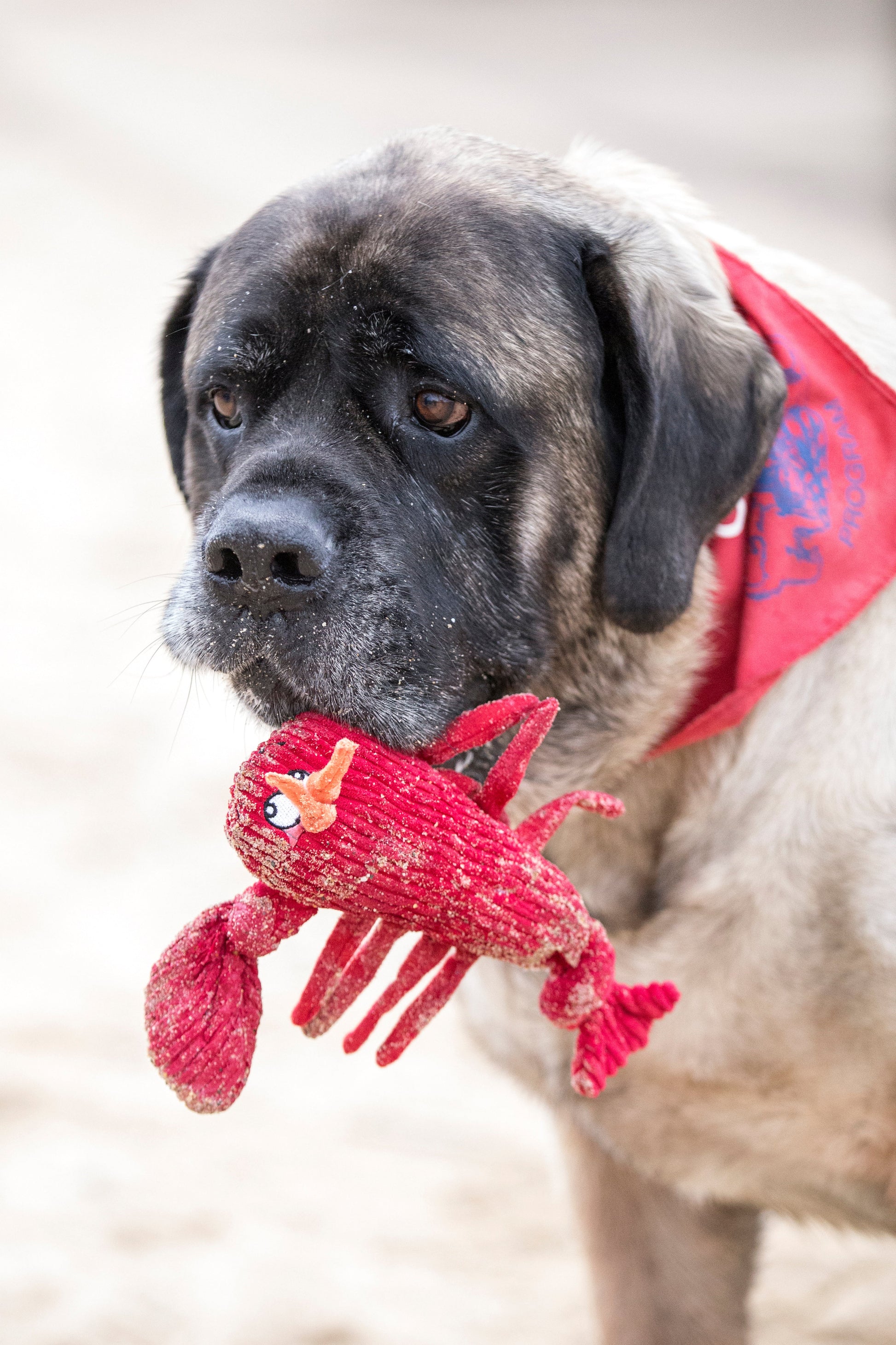 Pet Supply Product | The Finest Market