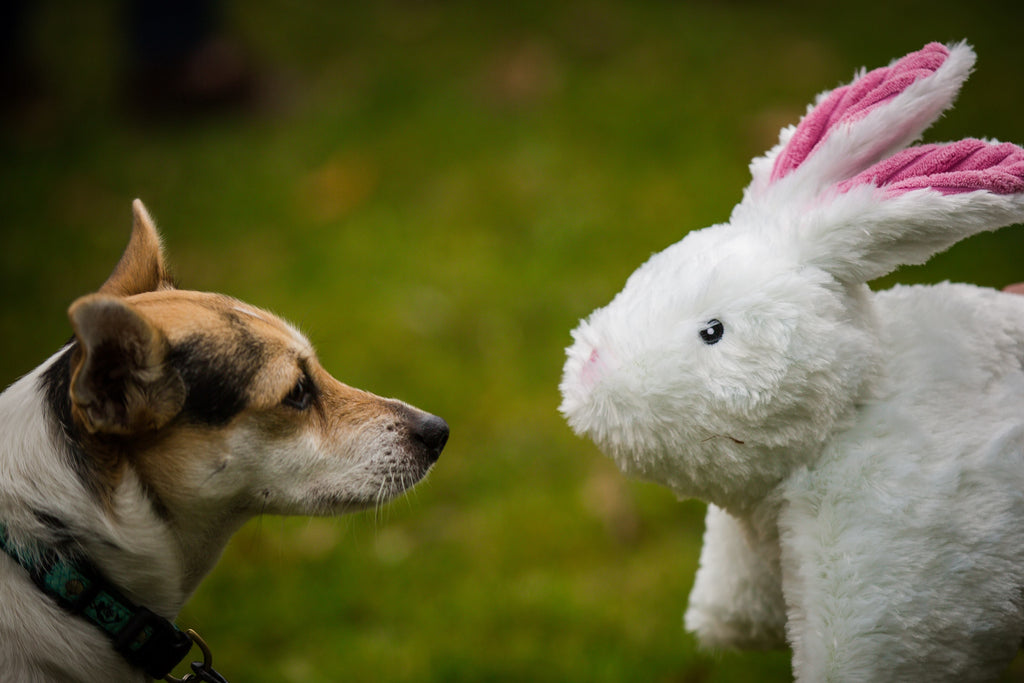 Pet Supply Product | The Finest Market
