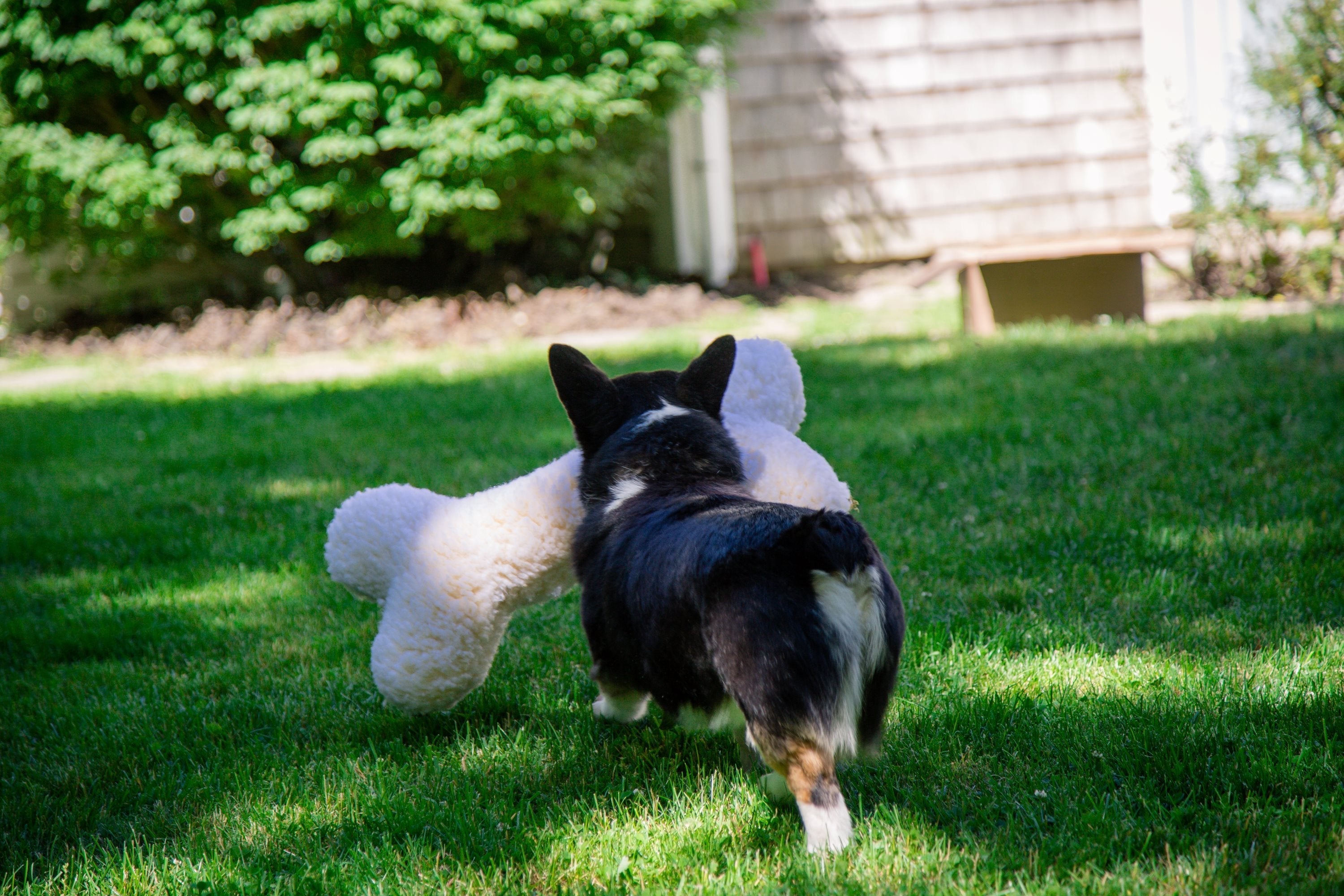 Pet Supply Product | The Finest Market