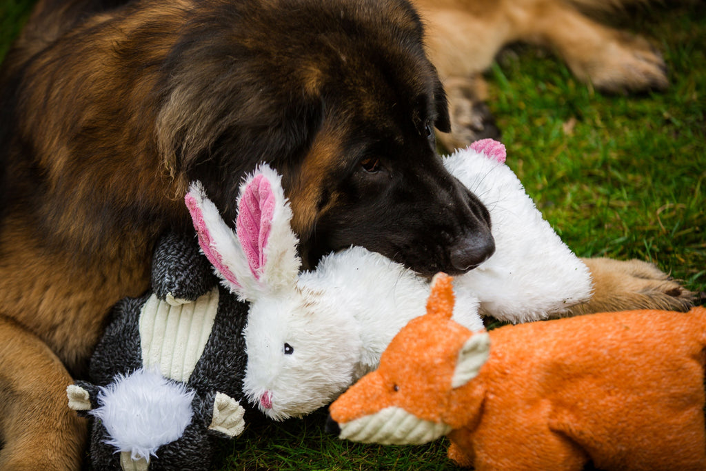 Pet Supply Product | The Finest Market