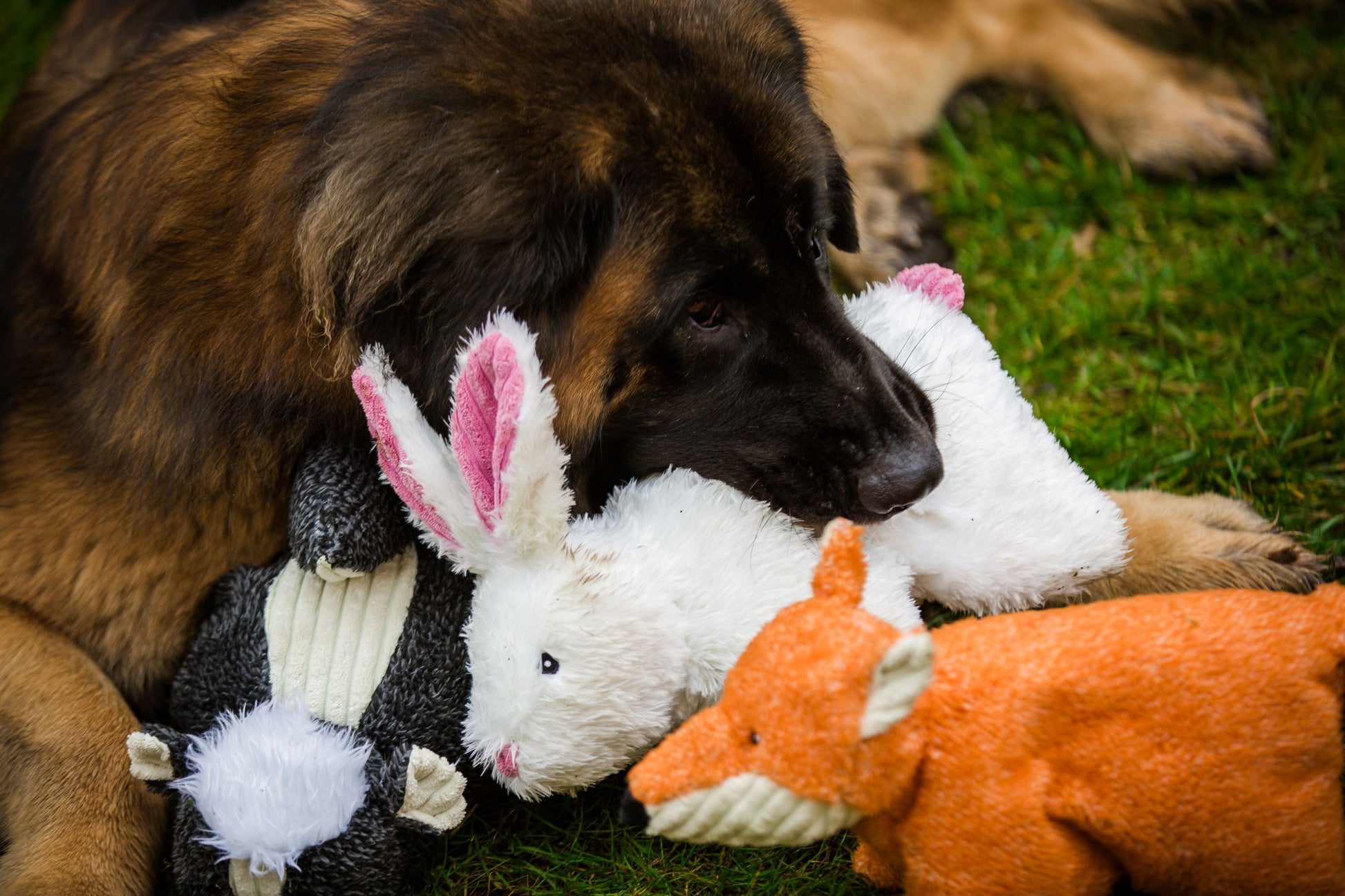Pet Supply Product | The Finest Market
