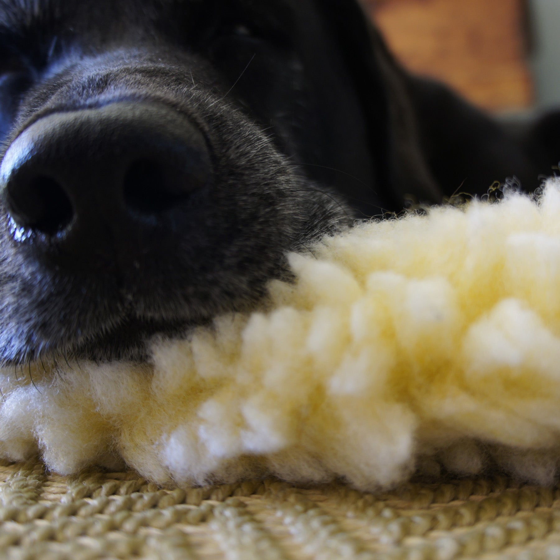 Pet Supply Product | The Finest Market