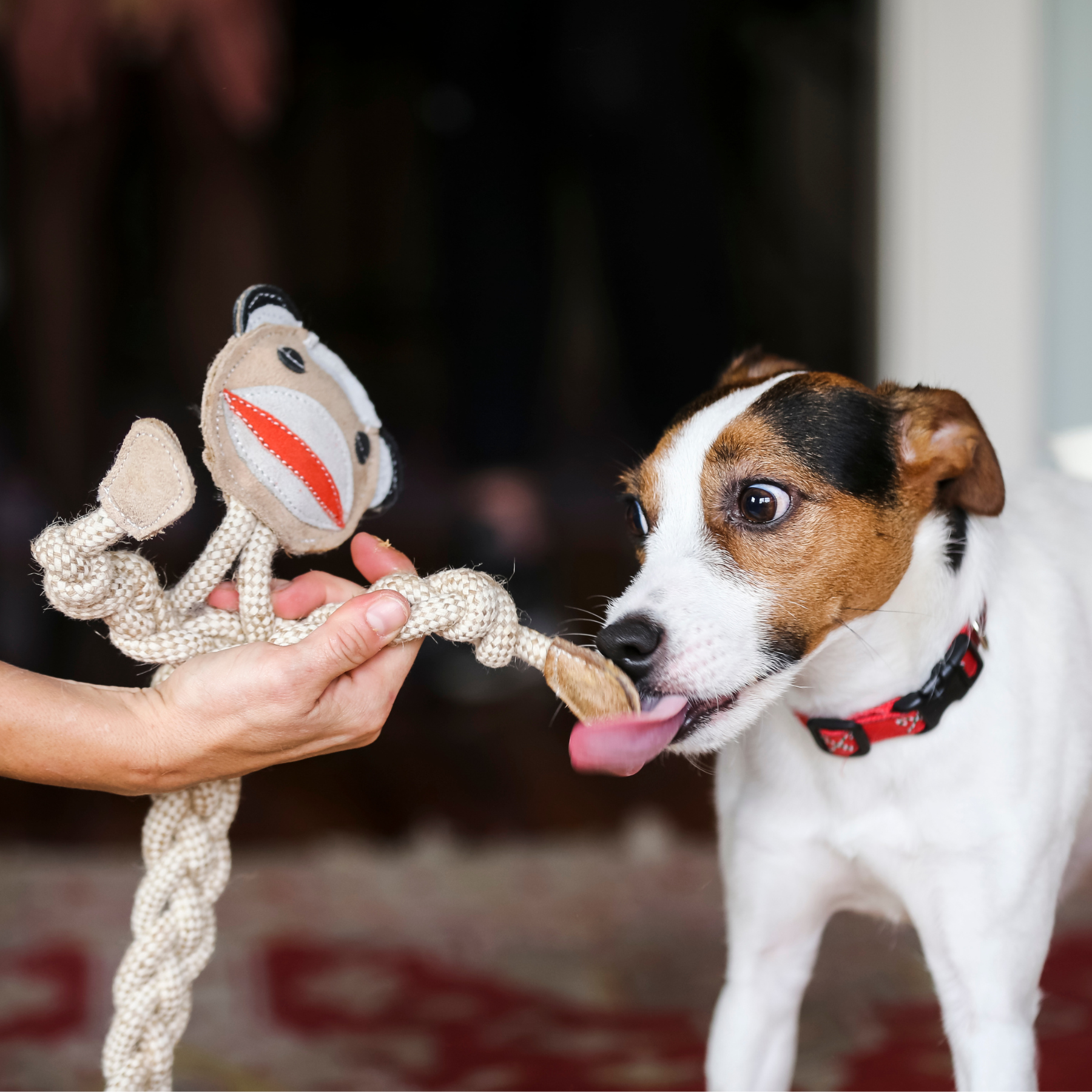 Pet Supply Product | The Finest Market