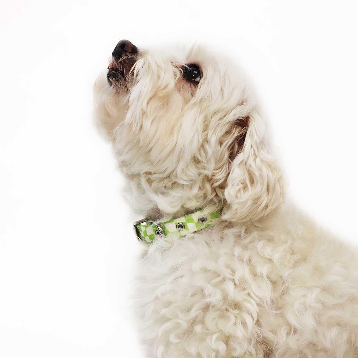 Oakley Ergonomic Walking Harness Premium Design | Majestic Pet Kingdom™